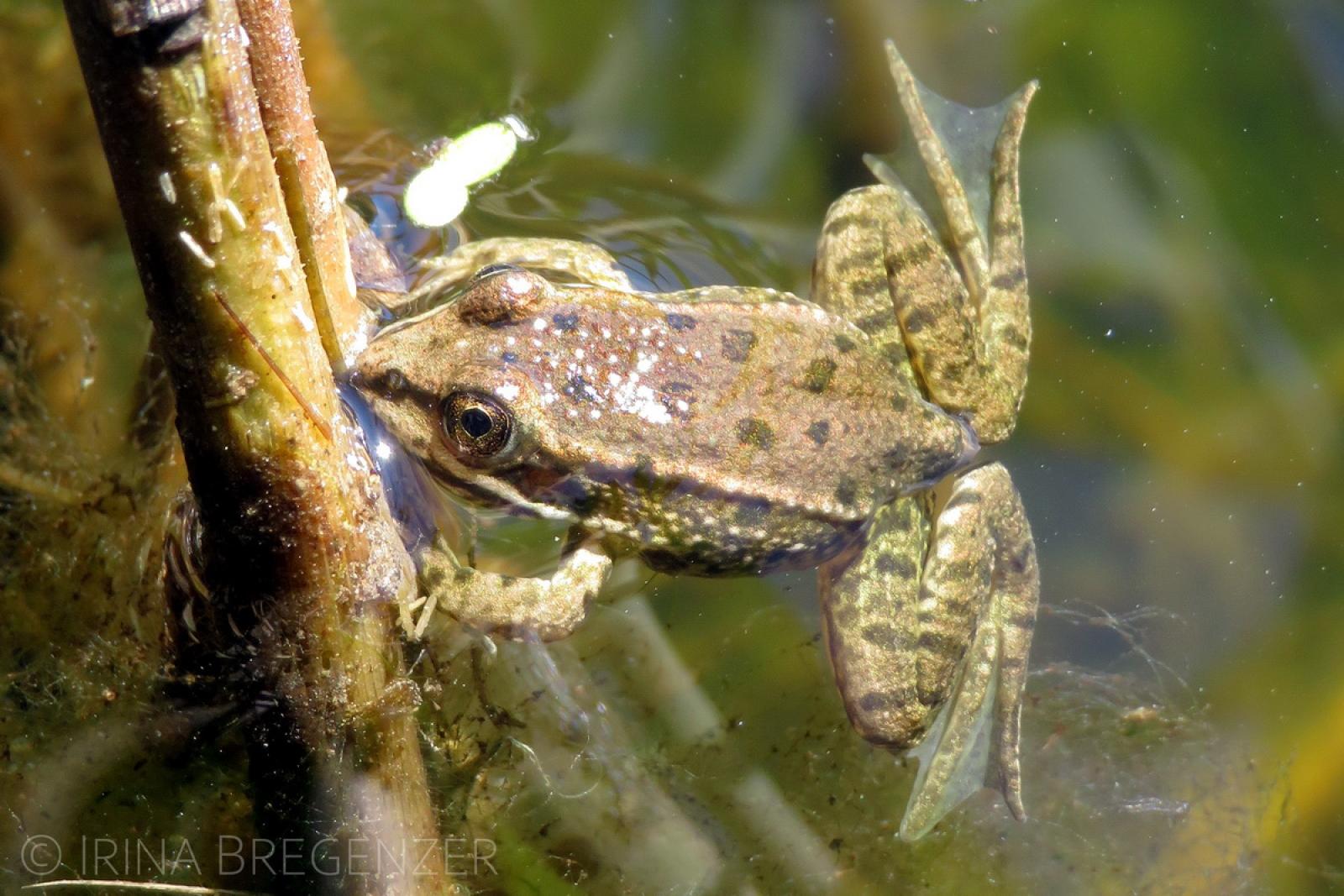 Jeune grenouille se tenant à un brin de roseau dans l'eau