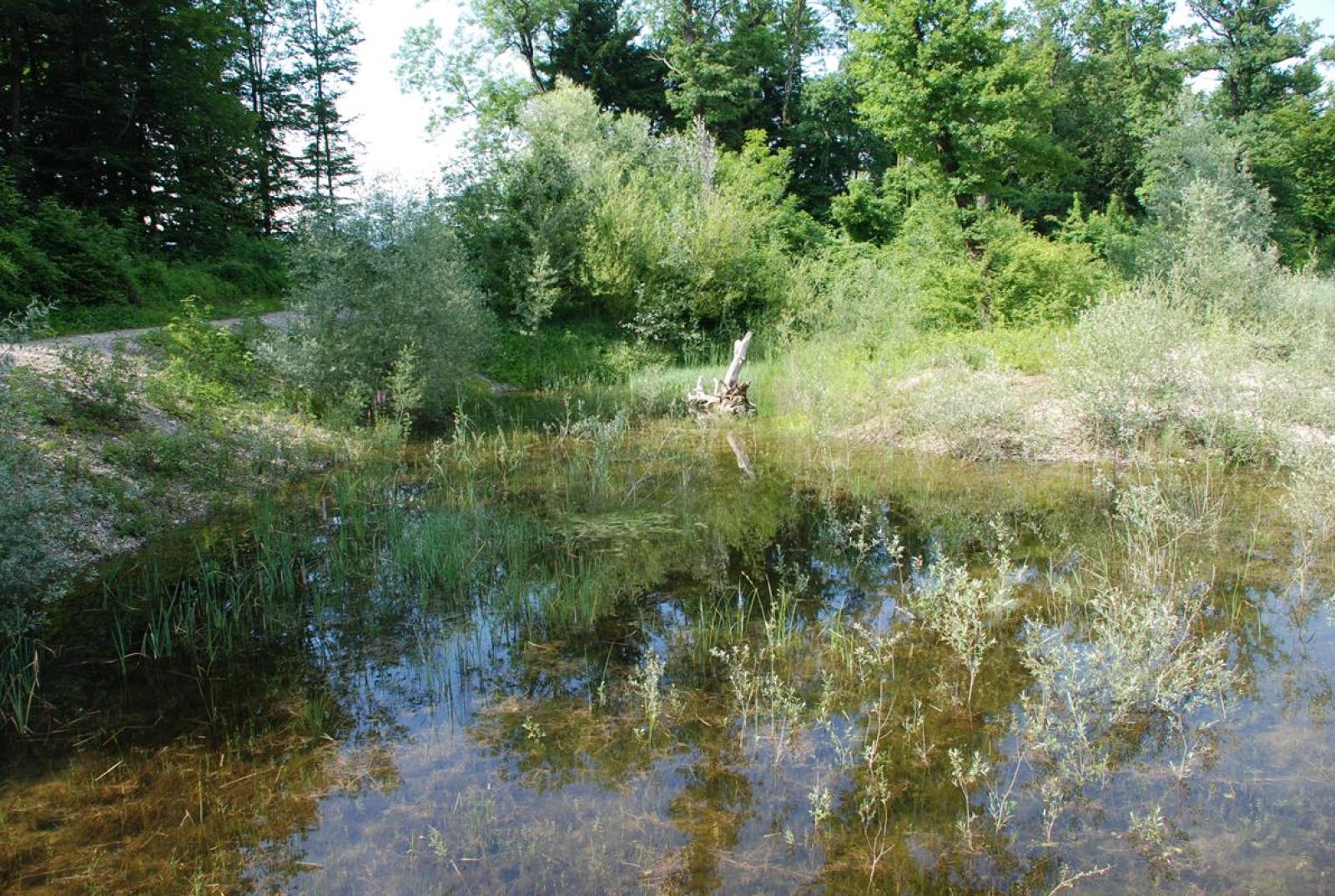 Etang peu profond en forêt