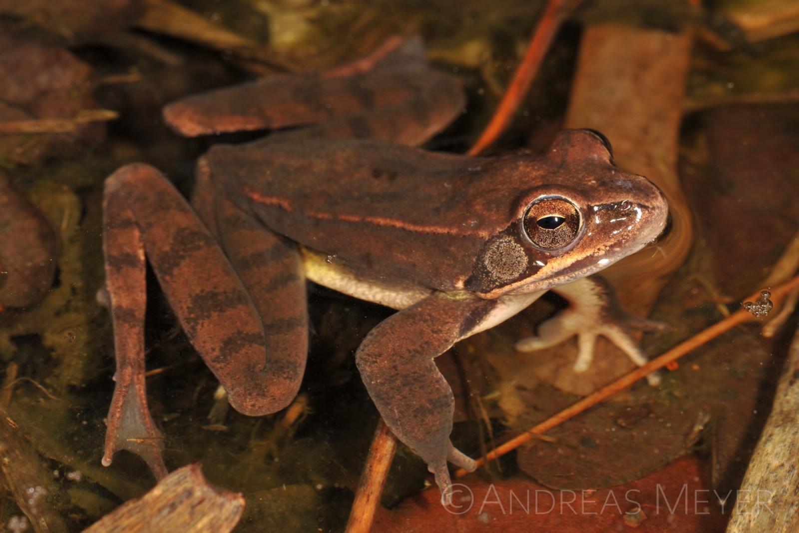 Grenouille brune