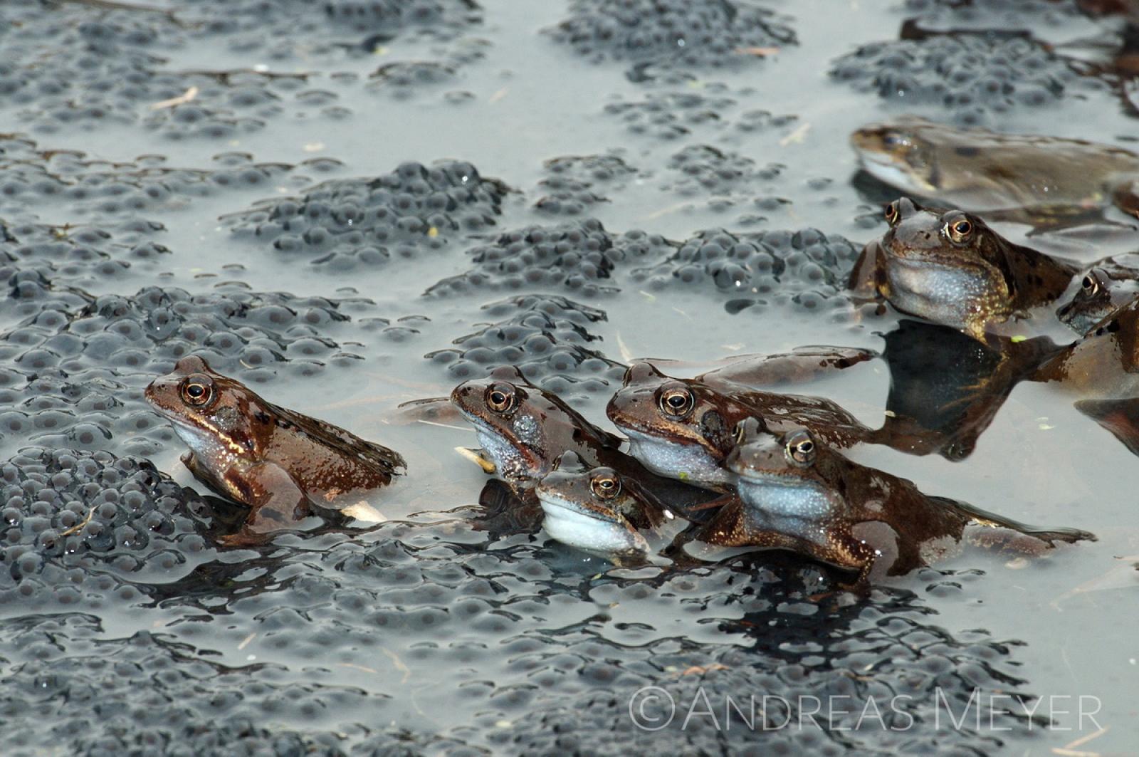 Plusieurs grenouilles dans l'eau, entouré de pontes