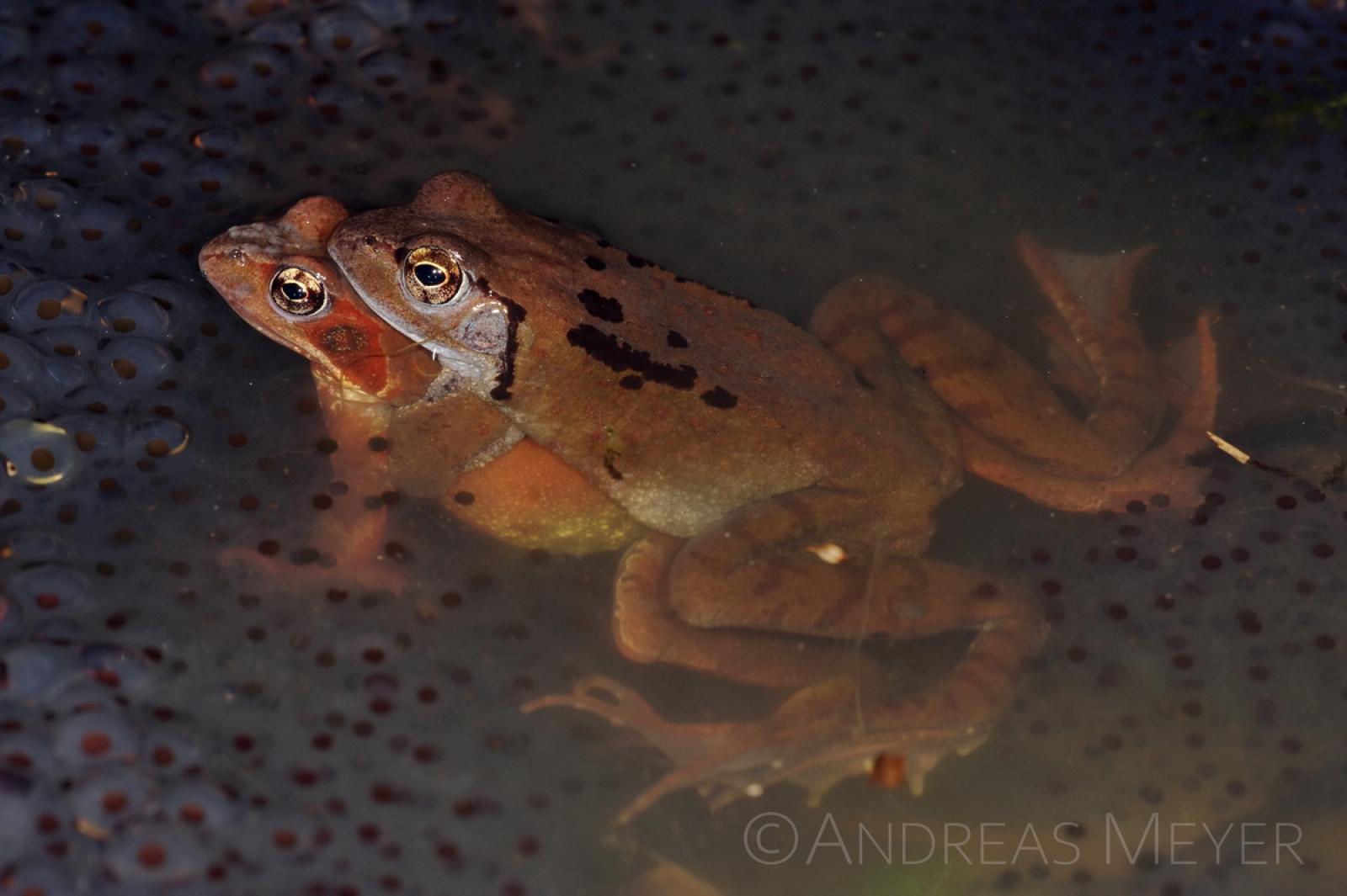 Couple de grenouilles dans l'eau