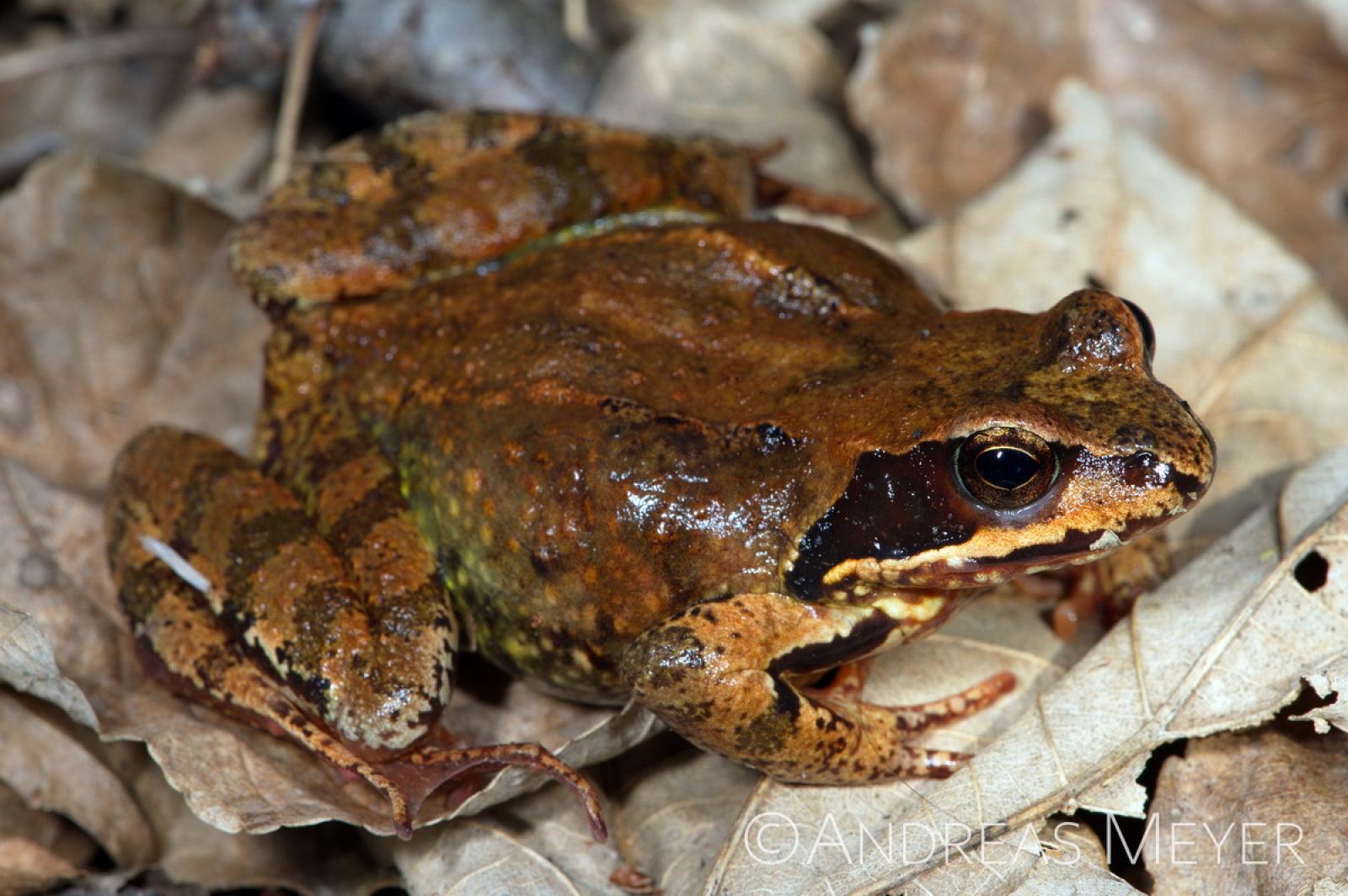 Grenouille brun dans l'herbe