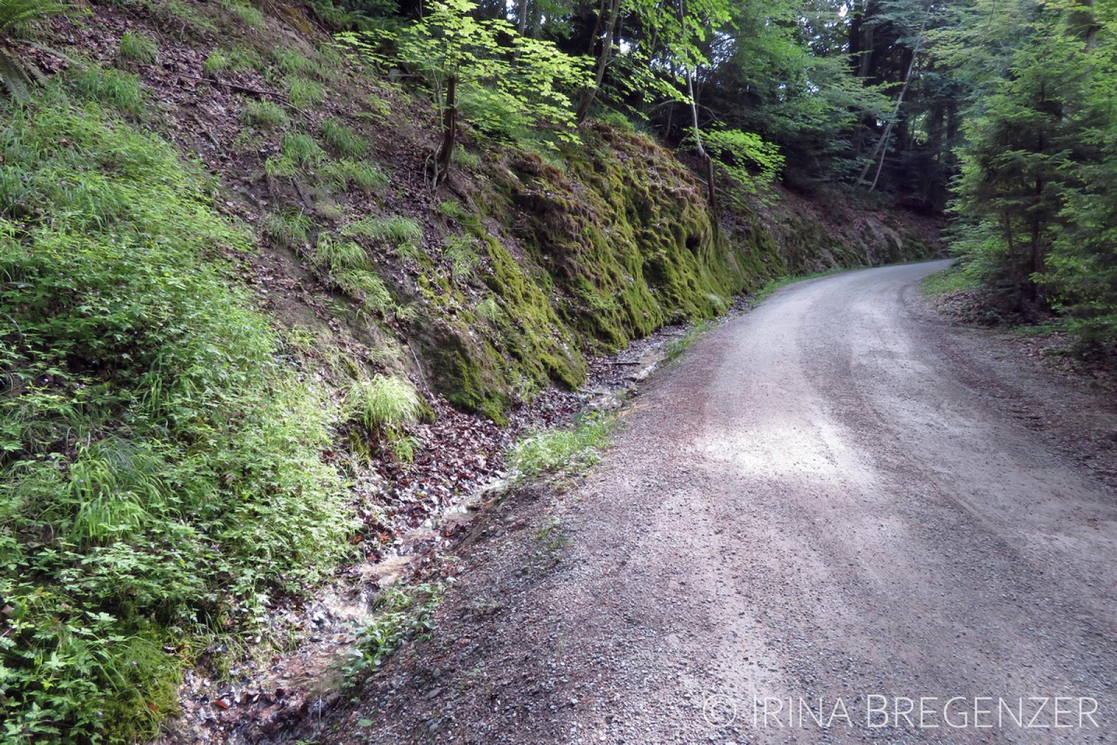 Ruisselet en bord d'un chemin