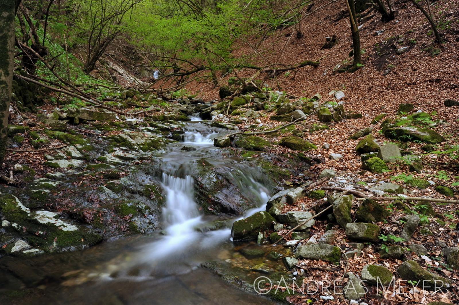 Ruisseau en forêt