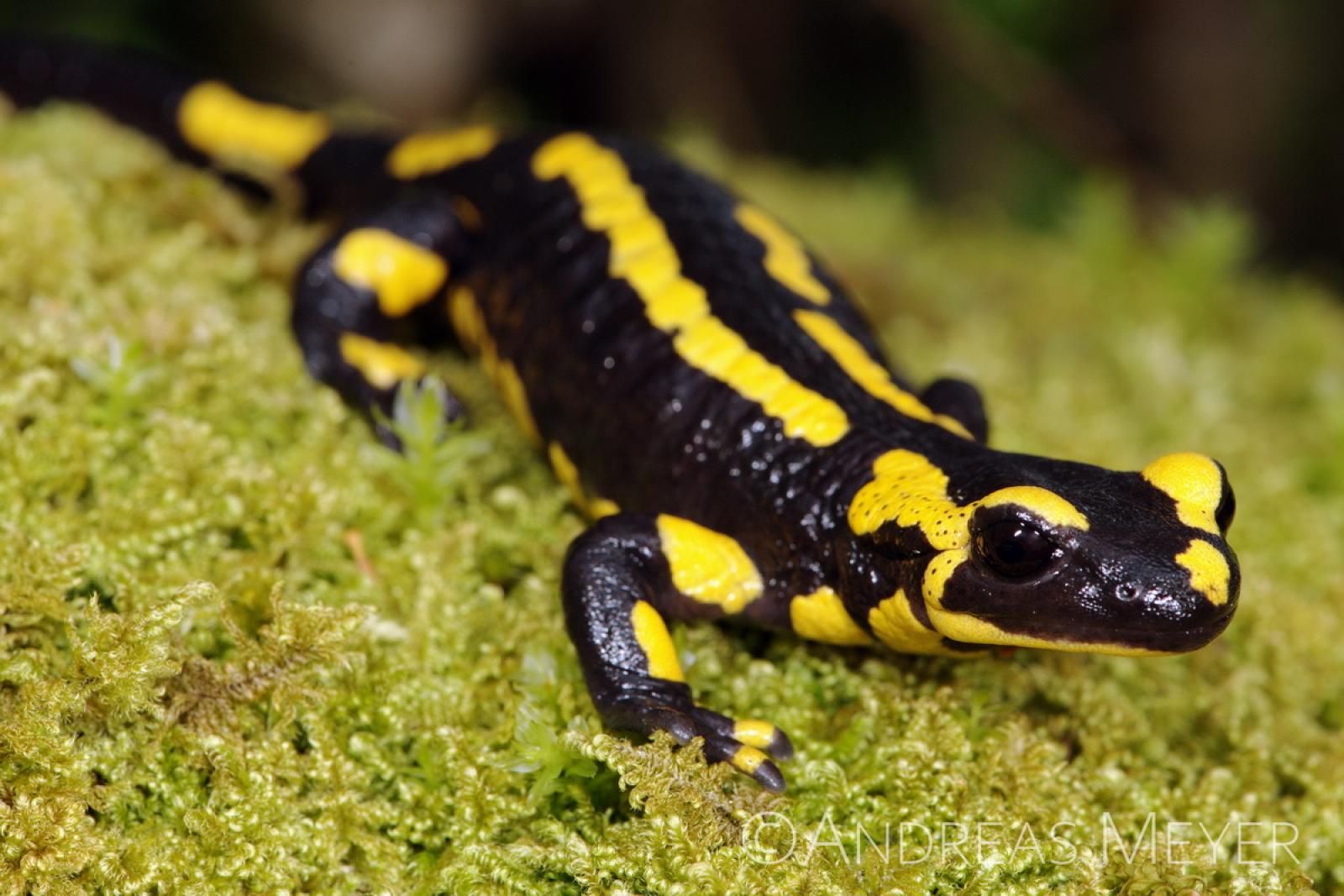 Salamandre noire avec deux bandes jaunes