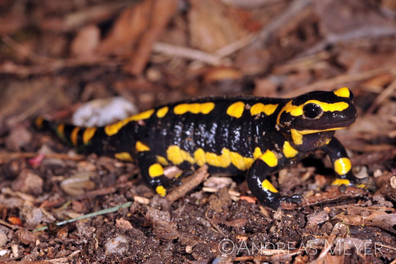 Salamandre noir avec bandes jaunes