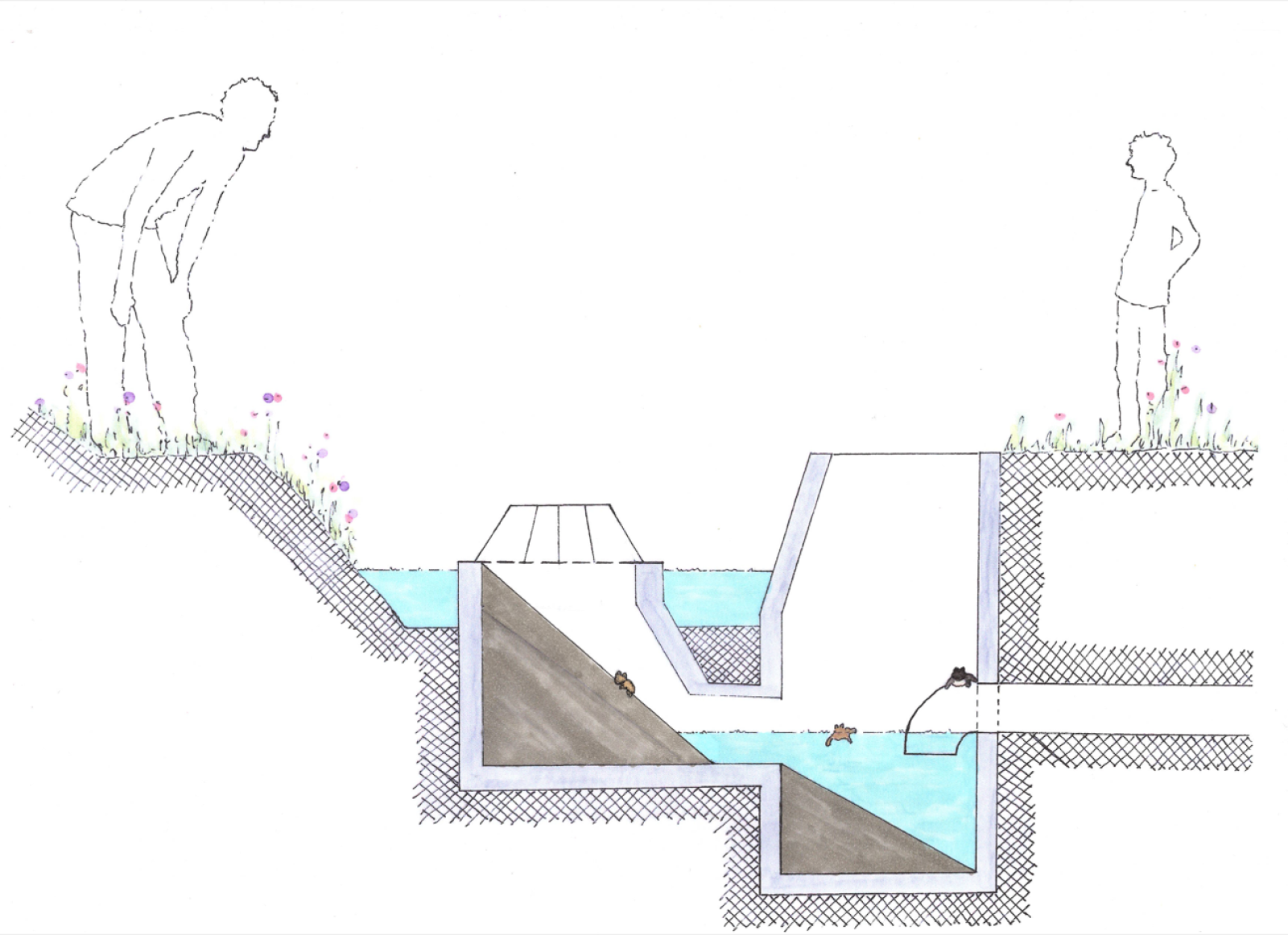 Dessin Puits de drainage respectueux des amphibiens