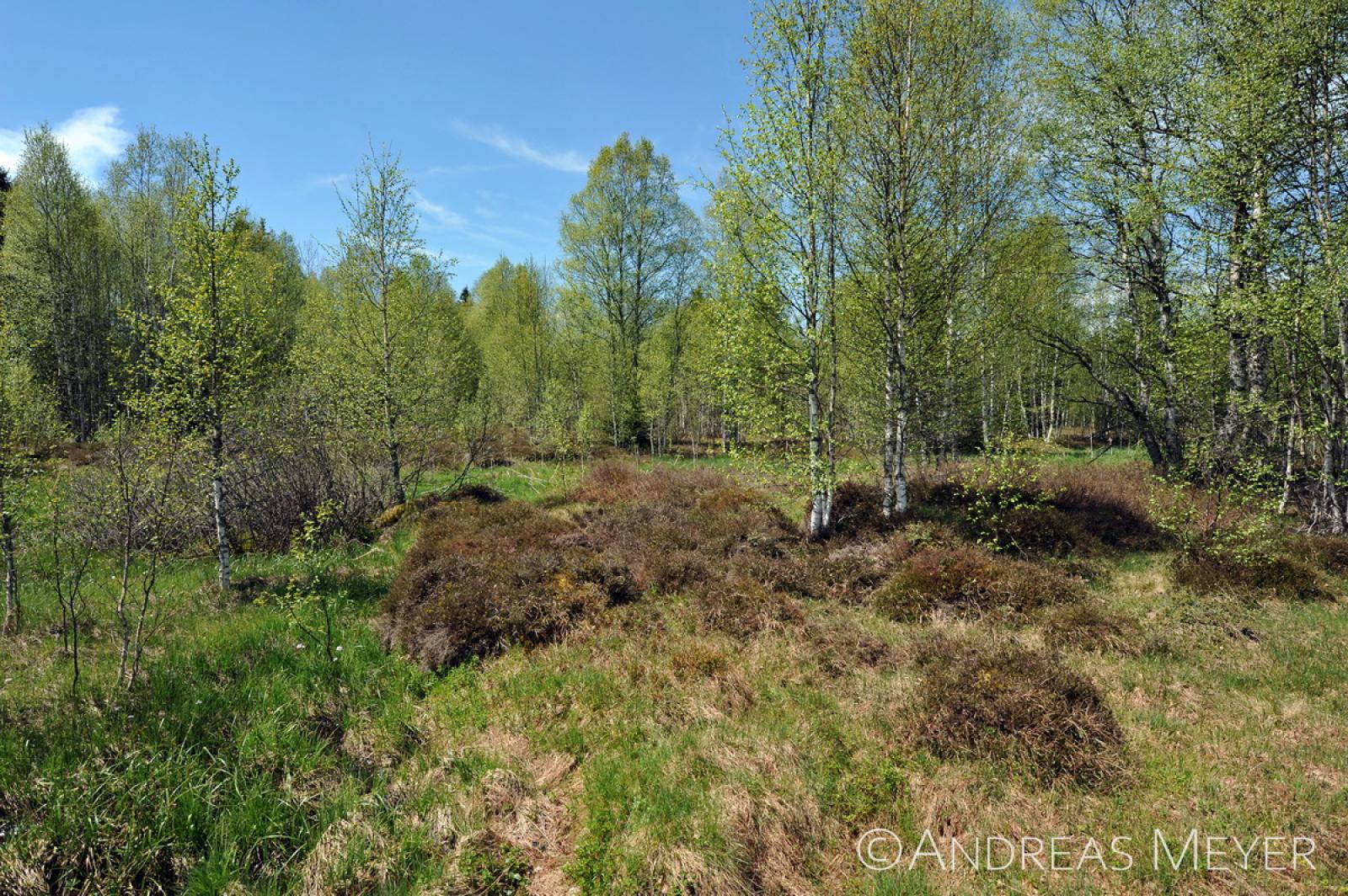 Hochmoor mit Gebüsch