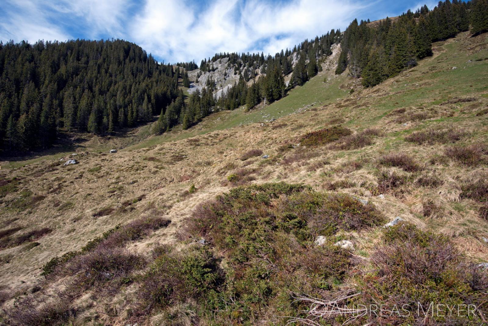 Zwergstrauchheide in den Bergen