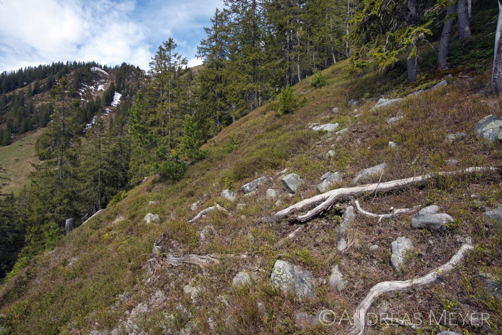 Waldlichtung am Berghang