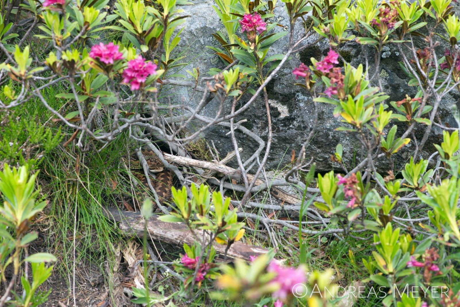 Schlange unter einer Alpenrose