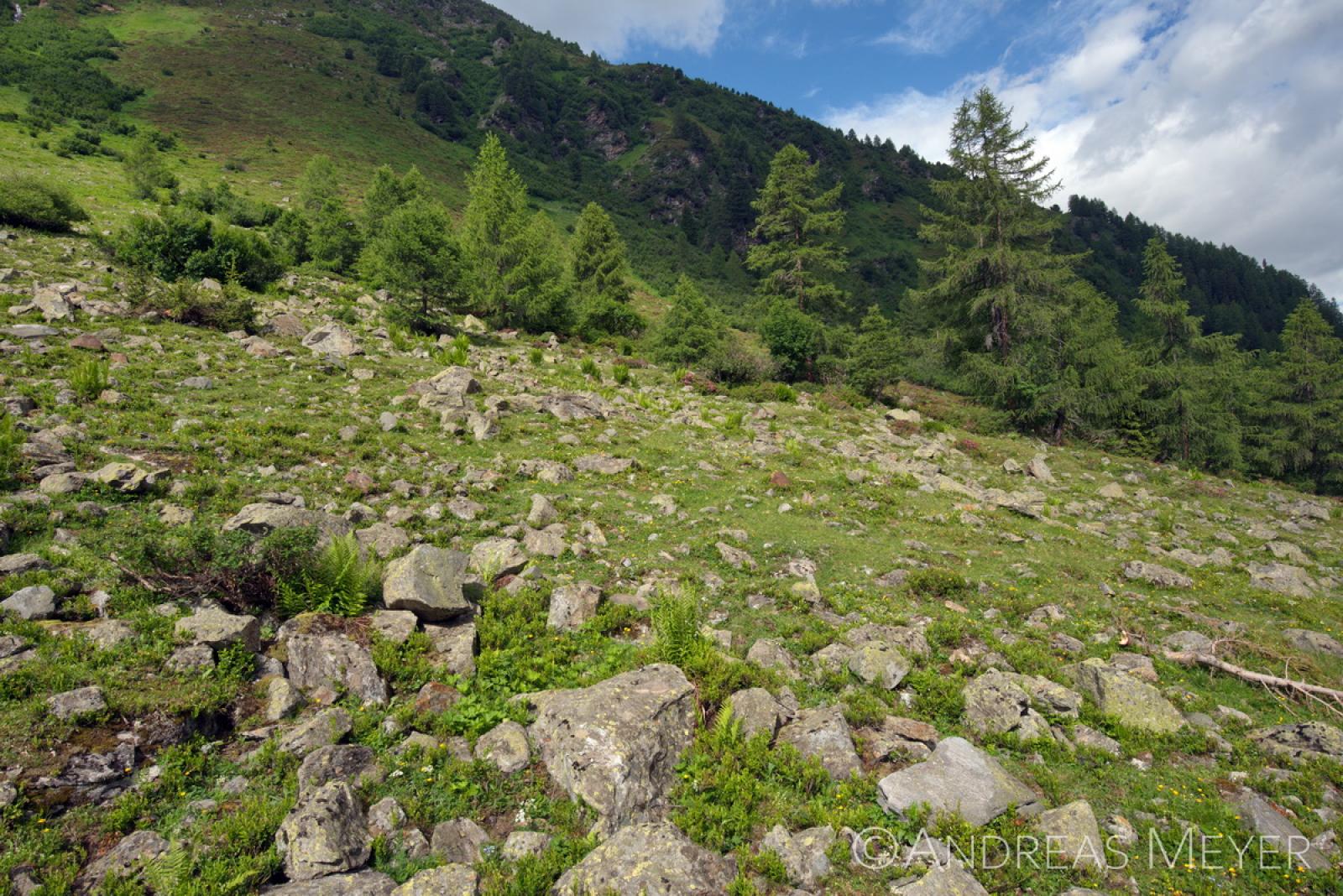 Alpweide mit Blocksteinen