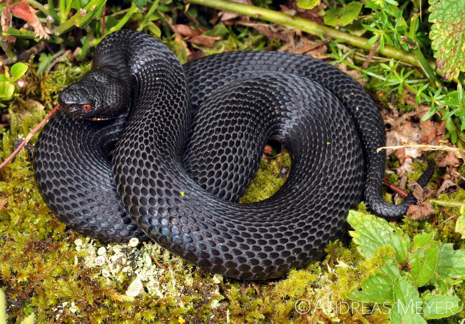 Schwarze, zusammengerollte Schlange