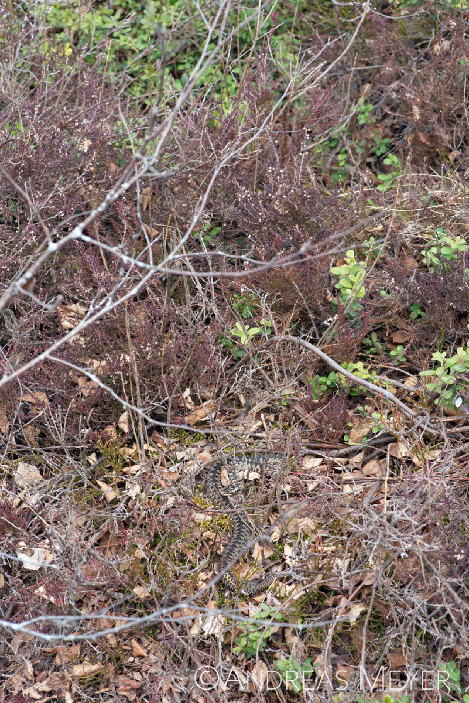 Kreuzotter im Herbstlaub