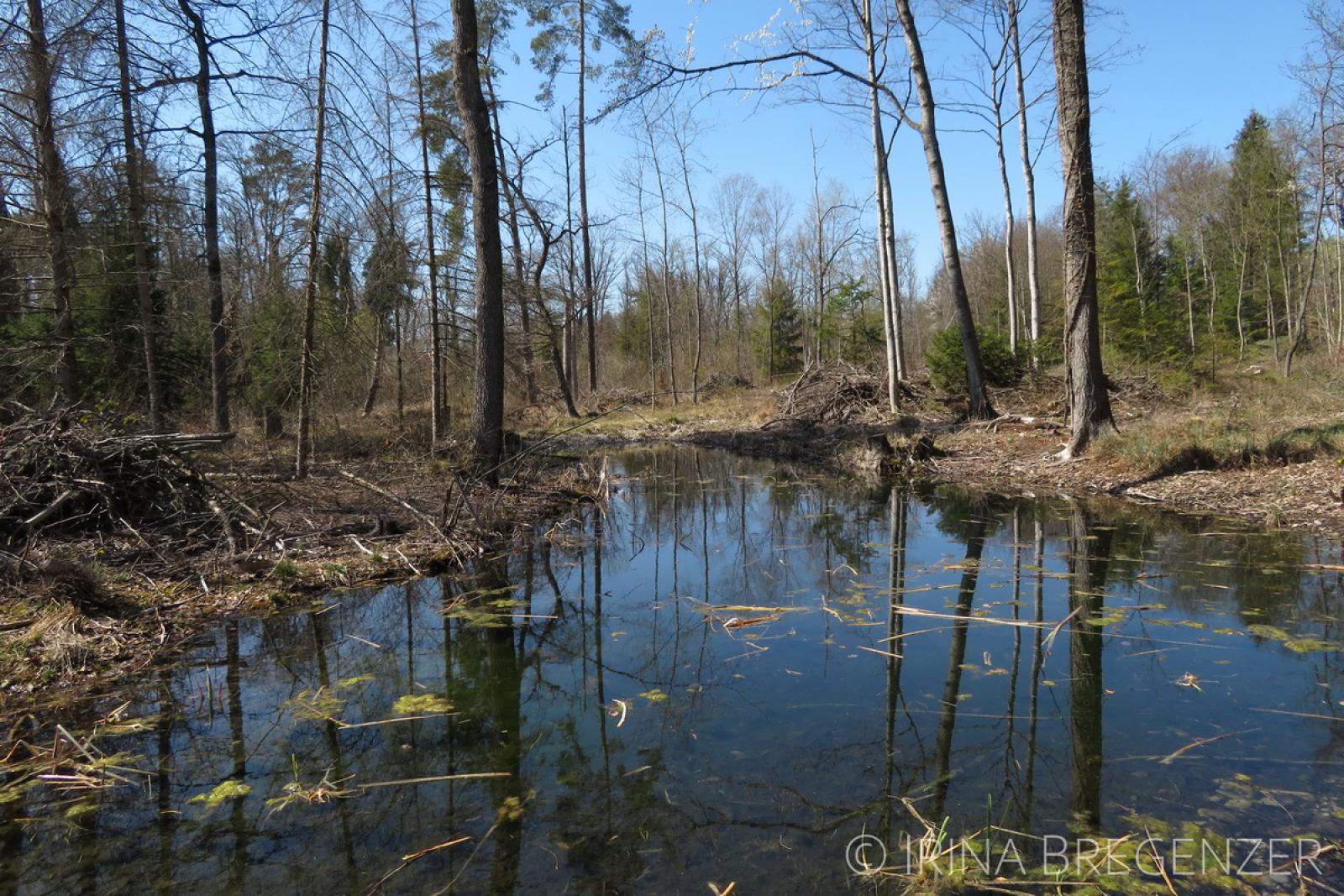 Etang forestier