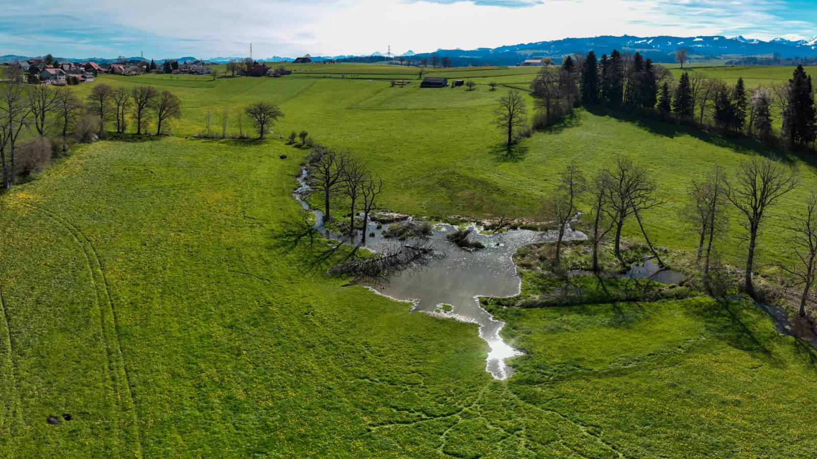 Wiese mit Gewässer