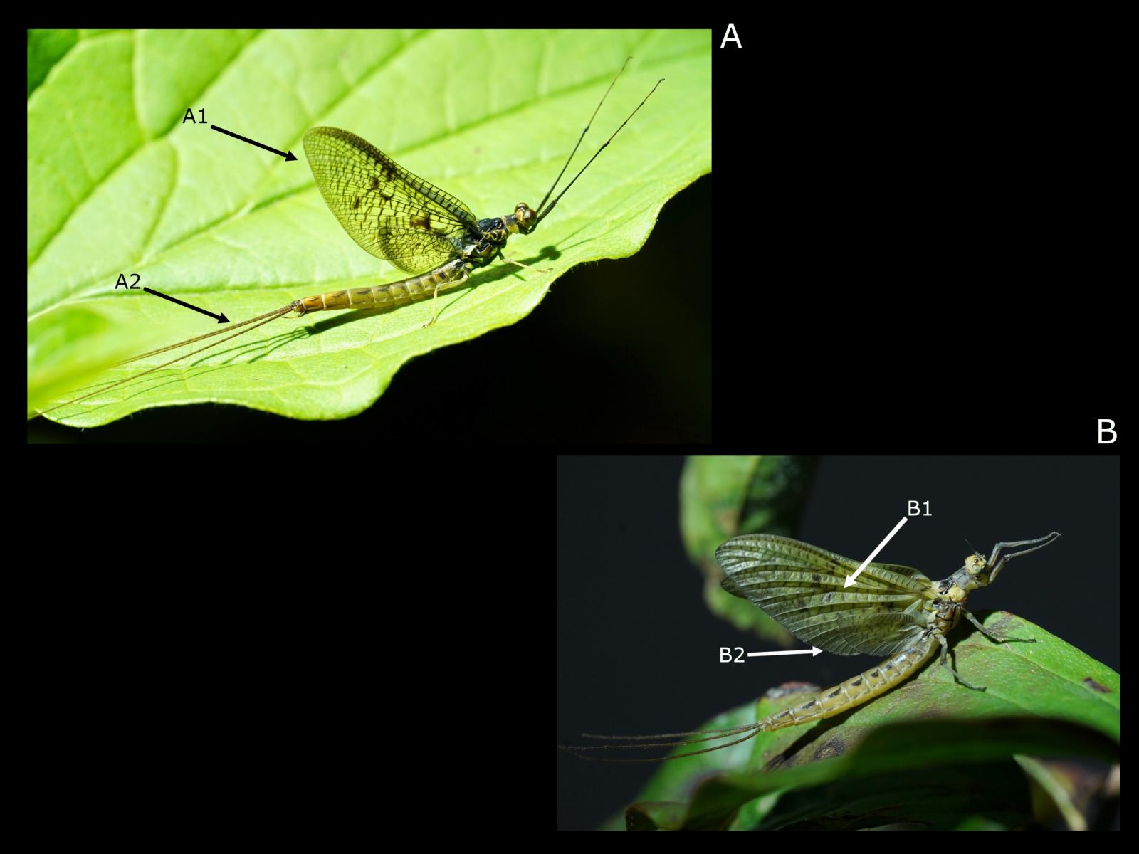 Insekt: Eintagsfliege Ephemera vulgata