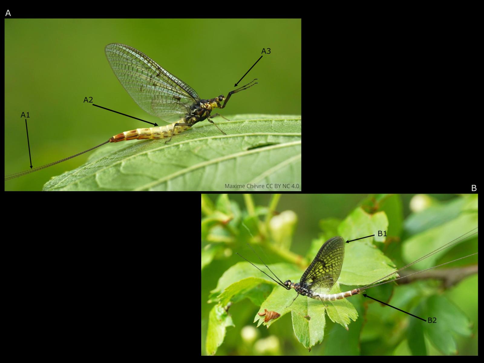 Insekt: Eintagsfliege Ephemera danica