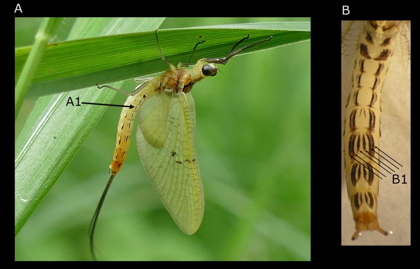 Insekt: Eintagsfliege Ephemera lineata