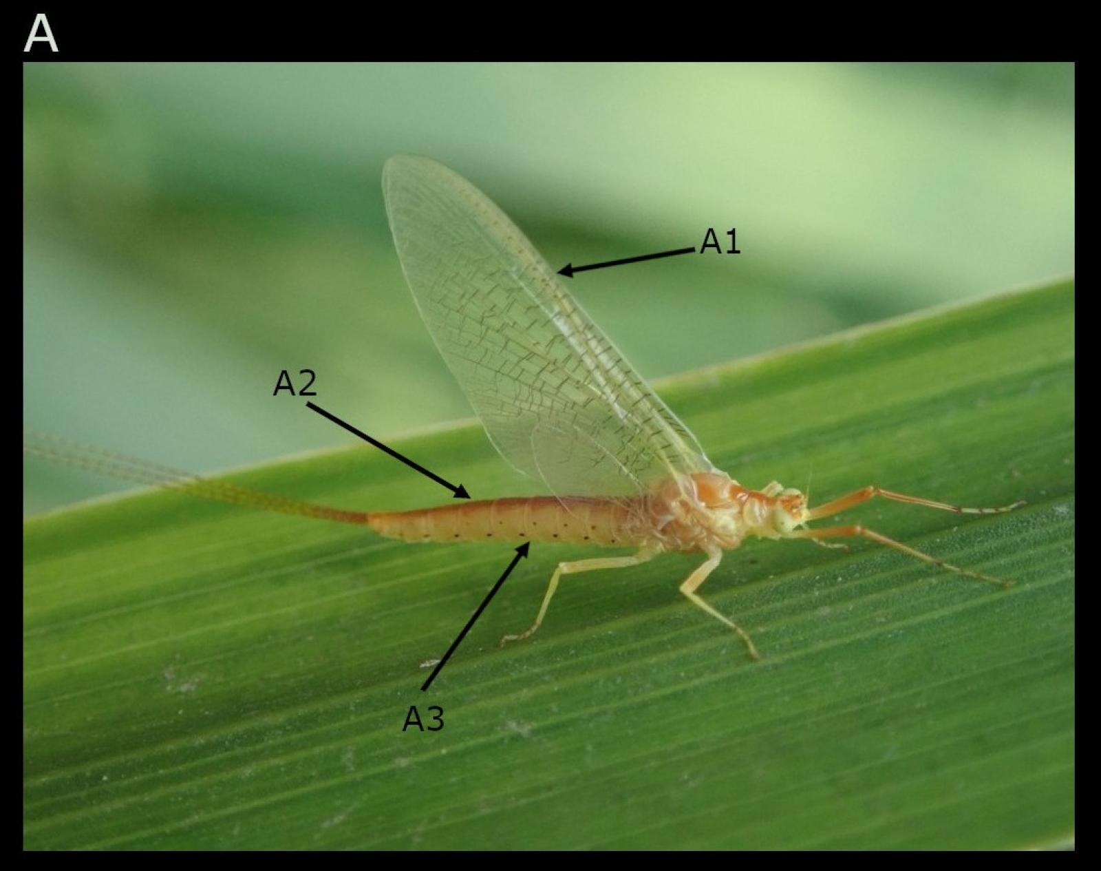 Insekt: Eintagsfliege Potamanthus luteus
