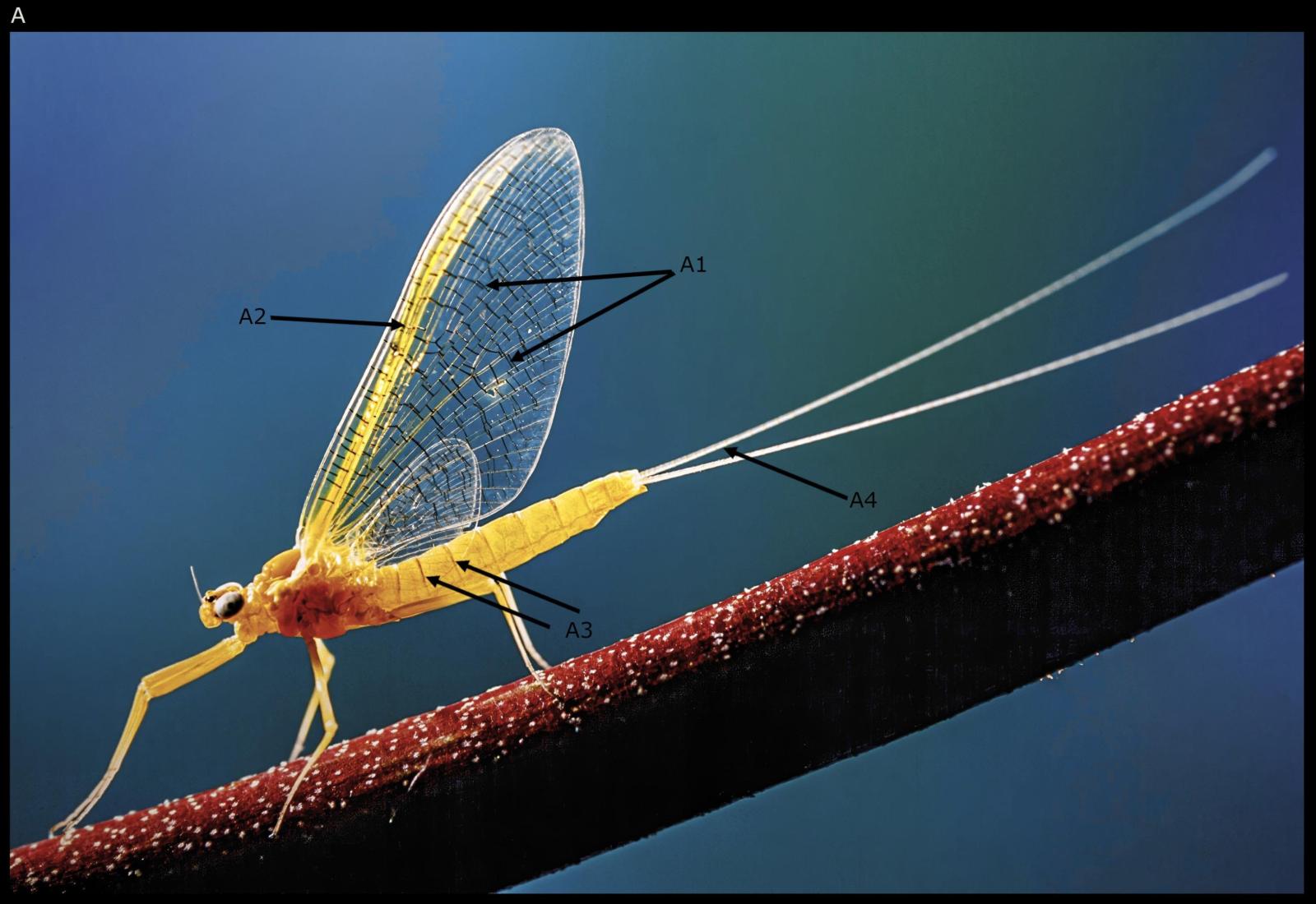 Insekt: Eintagsfliege Heptagenia sulphurea