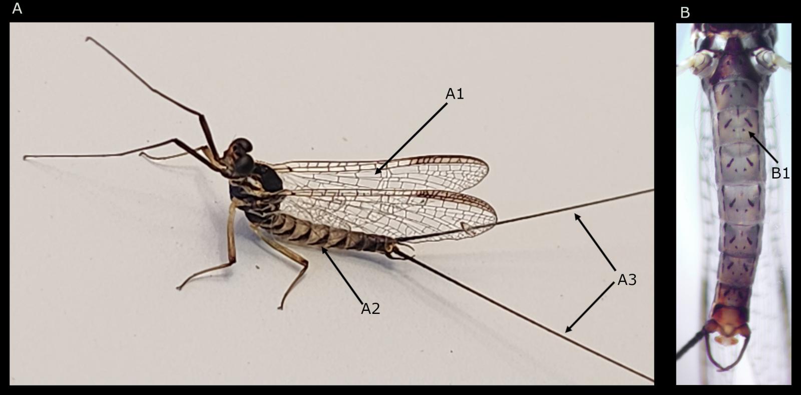 Insekt: Eintagsflige Ecdyonurus insignis