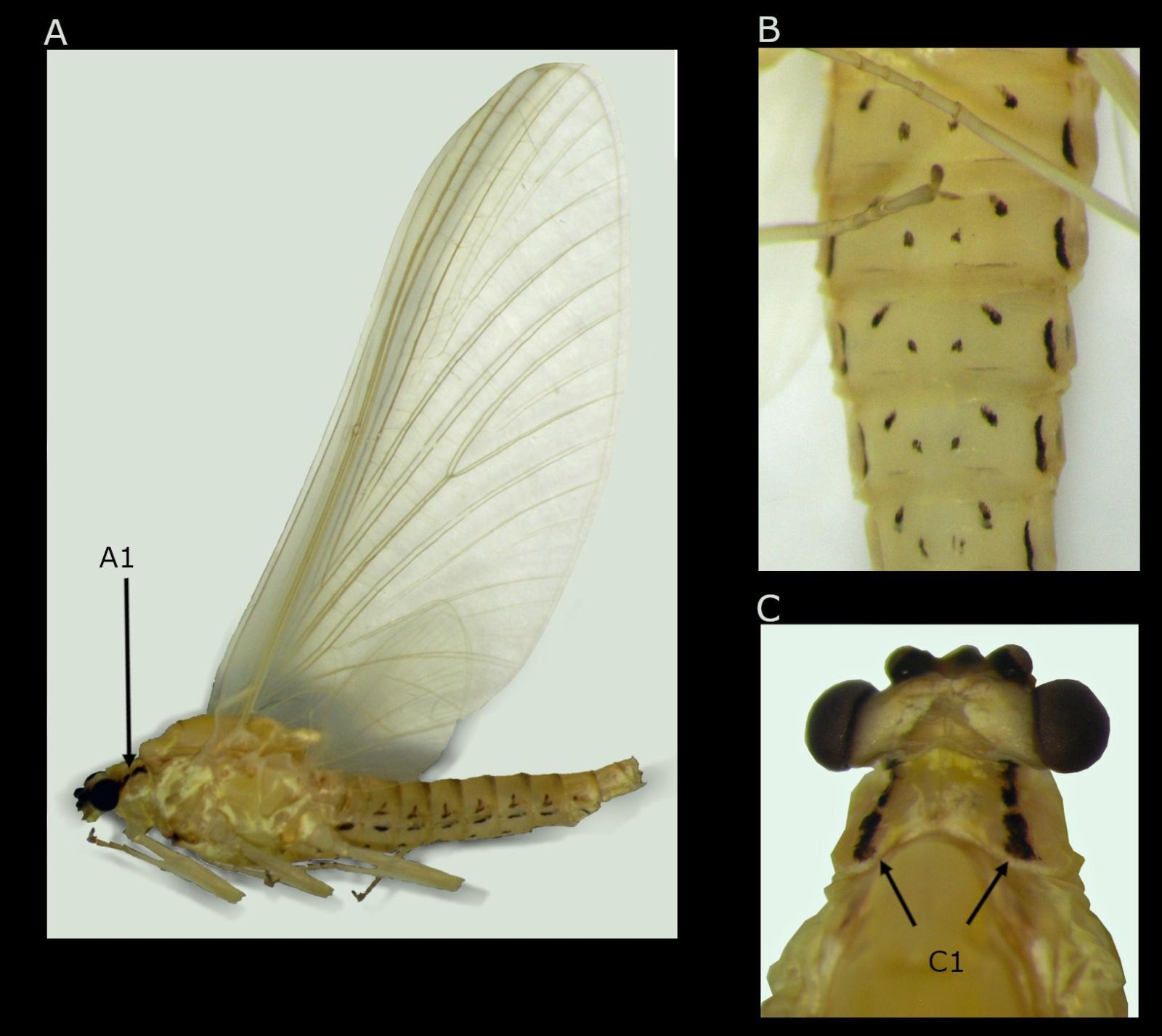 Insekt: Eintagsfliege Ephemerella notata