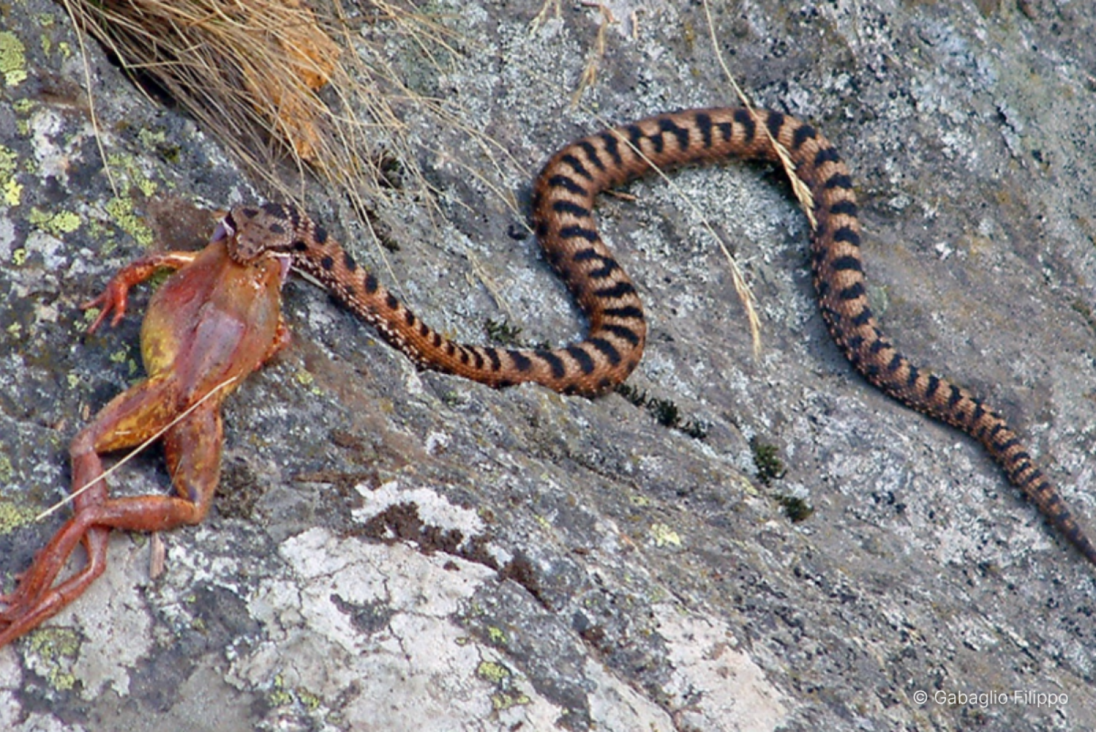 Vipera comune che inghiotte una rana rossa (@ Gabaglio Filippo)