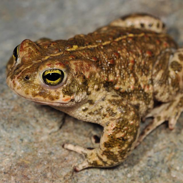 Mâle du crapaud calamite 