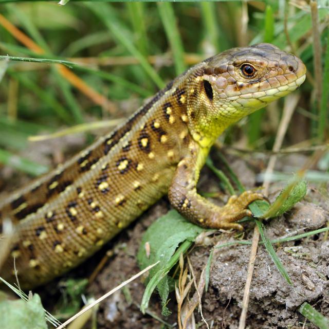 Un lézard agile sort d'une cachette dans la vegetation