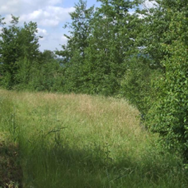 Zones riveraine large et exploitée extensivement, avec une végétation adaptée au site