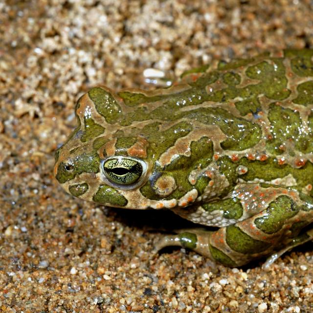 Crapaud vert (© Jean-Pierre Vacher) Crapaud vert