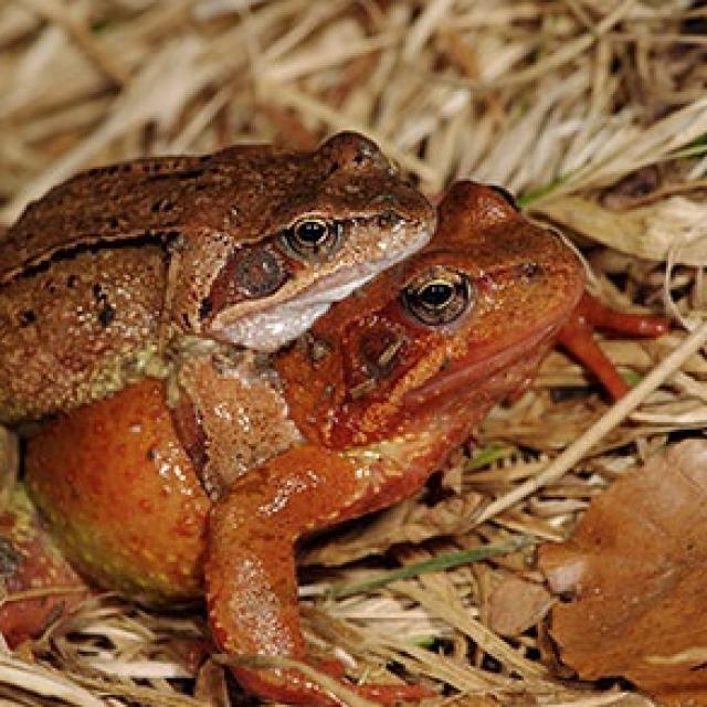 Couple de grenouilles rousses, le mâle s'accroche au dos de la femelle