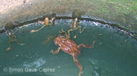 Un Crapaud commun et plusieures grenouilles rousses dans un système d'évacuation