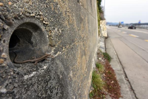 Un lézard des murailles (© Andreas Meyer) Un lézard des murailles regarde par un trou dans un mur en béton