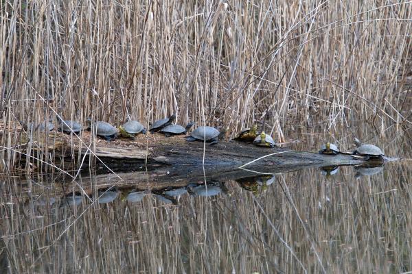 Mehrere Europäische Sumpfschildkröten auf einem Baumstamm, welcher aus dem Wasser ragt