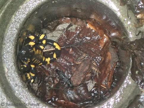 Salamandre tachetée et crapaud commun piégés dans un puits