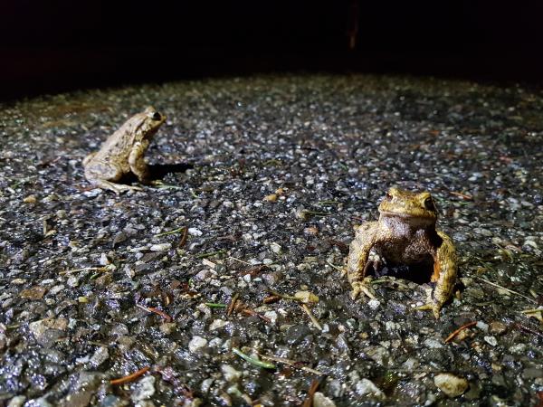 Deux crapauds mâles attendent une femelle sur une route