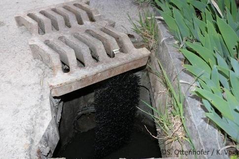 Géotextile suspendu dans un puits comme rampe d'échappement pour les amphibiens