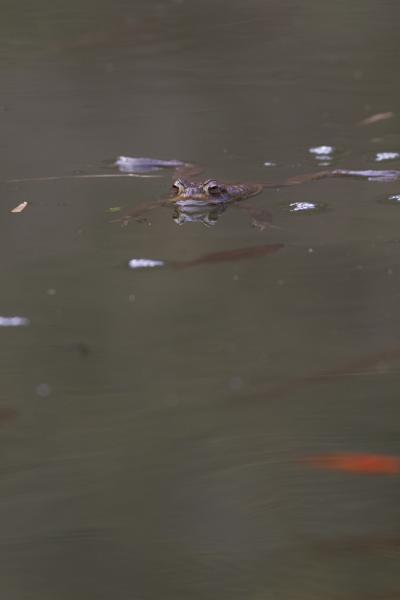 Crapaud commun nageant dans un plan d'eau avec des poissons rouges