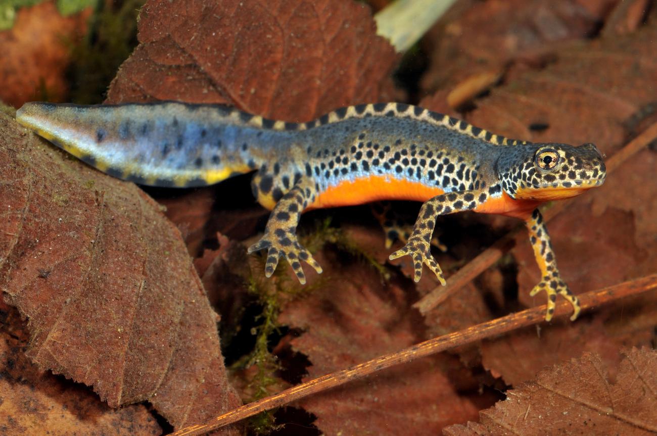 Bergmolch info fauna