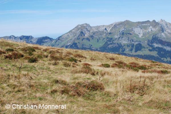Landes en montagne