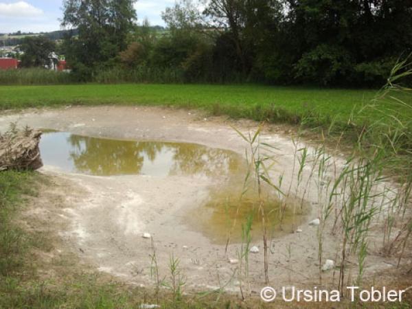 Temporär wasserführendes Gewässer 