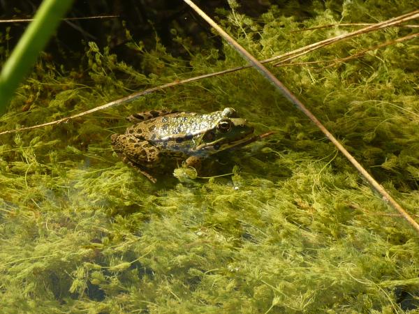 Grenouille rieuse 