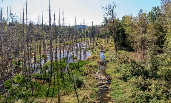 Territoire de castor à Marthalen Zone influencée par les castors
