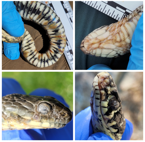 Fotos von typischen durch Snake Fungal Disease verursachten Läsionen