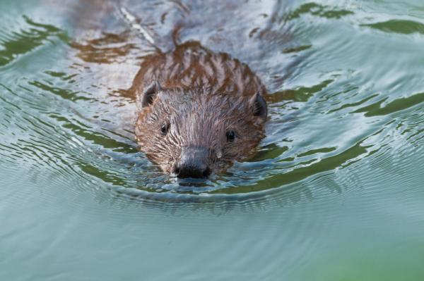 Schwimmender Biber
