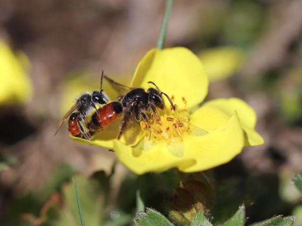 Couple de l'abeille sauvage Andrena potentillae