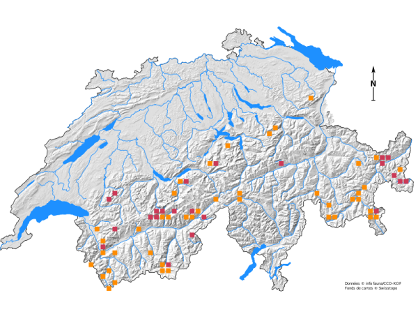 Carte de distribution de Anechura bipunctata 