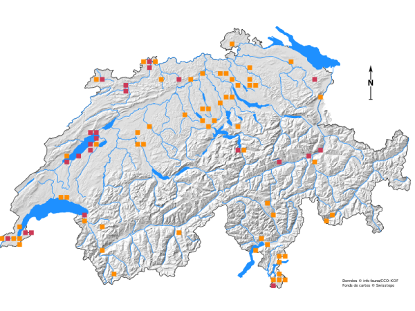 Verbreitungskarte von Apterygida albipennis 